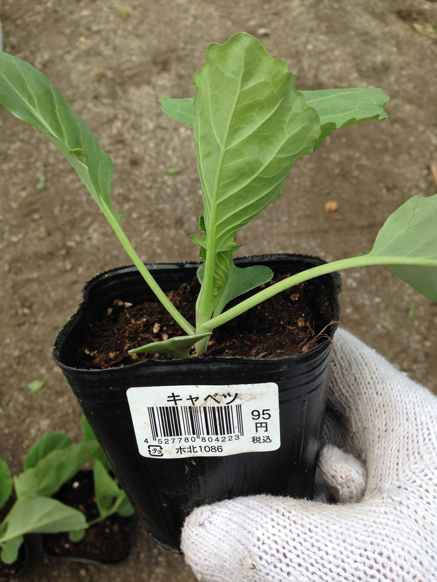 菜園 キャベツ苗植え方法とお勧め虫喰い対処法 ガジオの情報提供サイツ